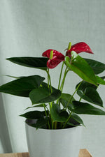 Anthurium 'Red Auspicious' | Seller's Choice, Hong Kong Collection
