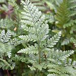 Davallia fejeensis | Seller's Choice, Hong Kong Collection