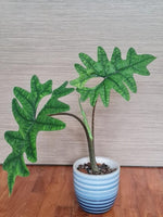 Alocasia 'Jacklyn' | Seller's Choice, Hainan Collection