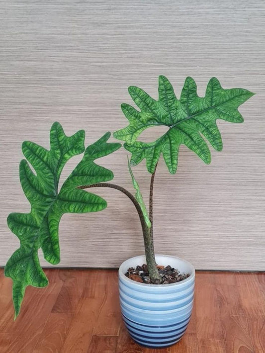 Alocasia 'Jacklyn' | Seller's Choice, Hainan Collection