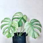Monstera Deliciosa Mint | Seller's Choice, Hainan Collection