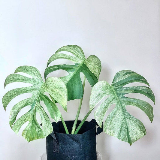 Monstera Deliciosa Mint | Seller's Choice, Hainan Collection