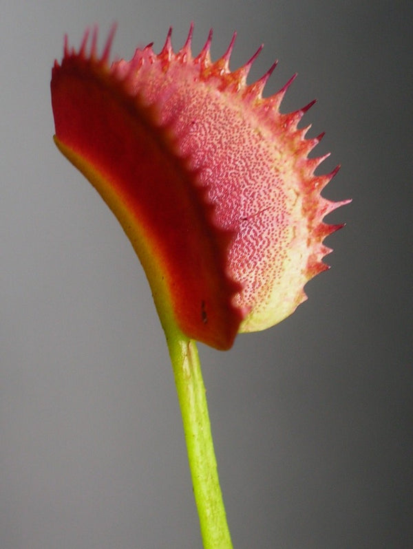 Dionaea muscipula 'Korean Melody Shark hybr' | Seller's Choice, Hong Kong Collection