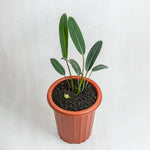 Philodendron callosum | Seller's Choice, Hainan Collection