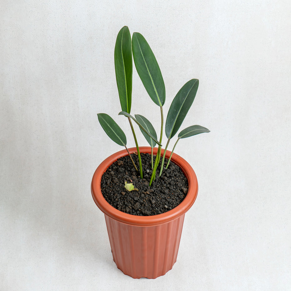 Philodendron callosum | Seller's Choice, Hainan Collection