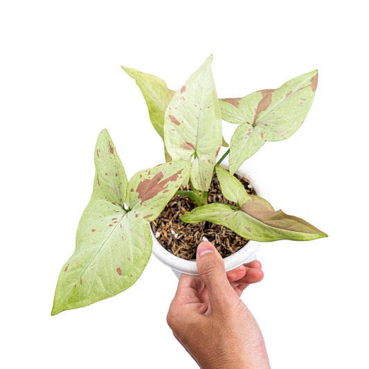 Syngonium 'Salmon' | Seller's Choice, Hainan Collection