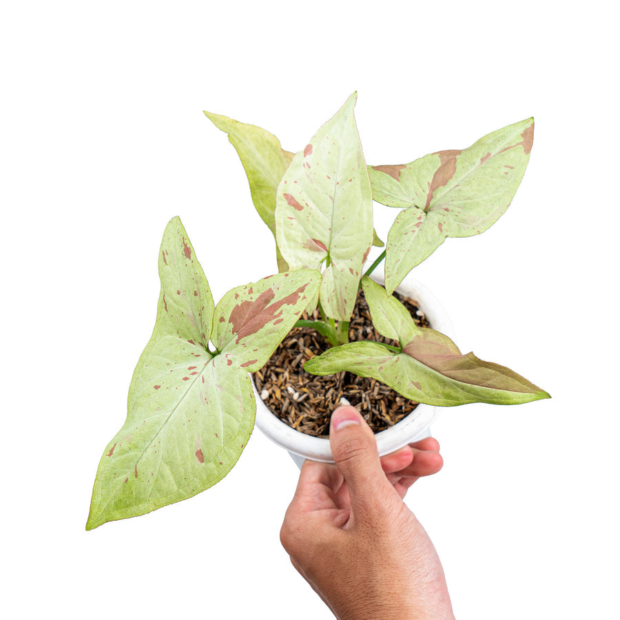 Syngonium 'Salmon' | Seller's Choice, Hainan Collection
