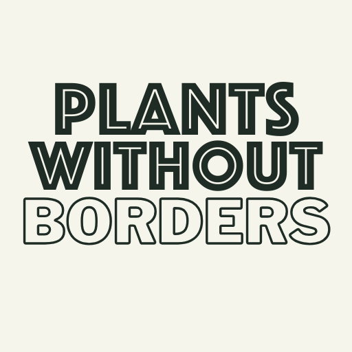 Philodendron × 'Imperial Gold' Or 'Moonlight' TC | Grower's Choice, Zhongshan Collection