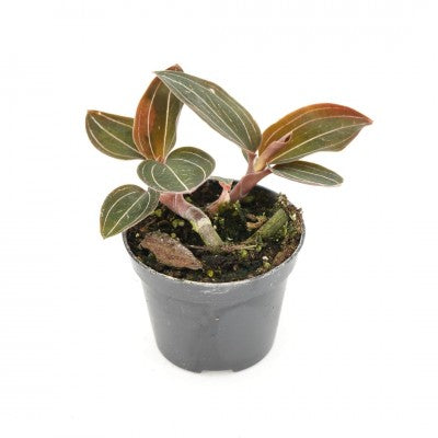 Ludisia discolor 'Jewelyana' | Seller's Choice, Hong Kong Collection