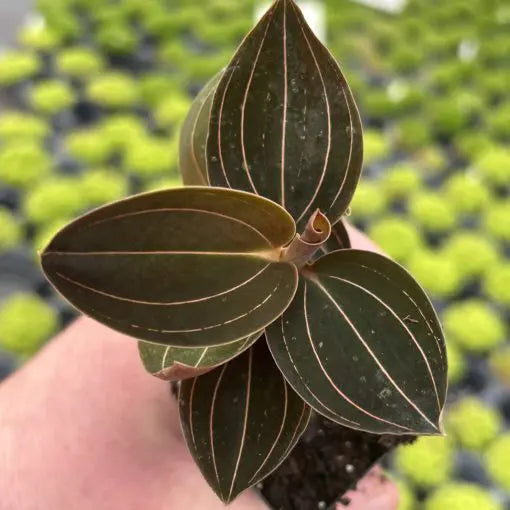 Ludochilus 'Sea Turtle' | Seller's Choice, Hong Kong Collection