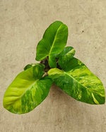 Adelonema crinipes variegata TC | Grower's Choice, Macau Collection