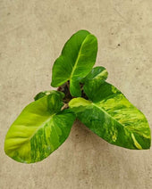 Adelonema crinipes variegata TC | Grower's Choice, Macau Collection
