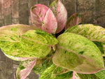 Aglaonema pink yanzhi TC | Grower's Choice, Macau Collection