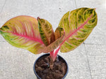 Aglaonema A50 TC | Grower's Choice, Macau Collection