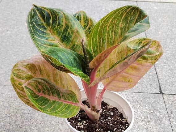 Aglaonema A51 TC | Grower's Choice, Macau Collection