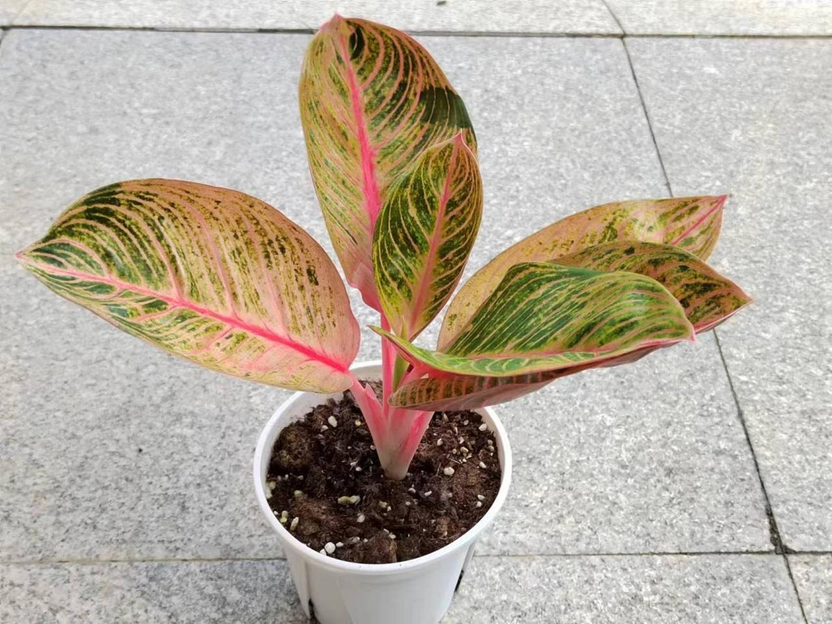 Aglaonema A56 TC | Grower's Choice, Macau Collection