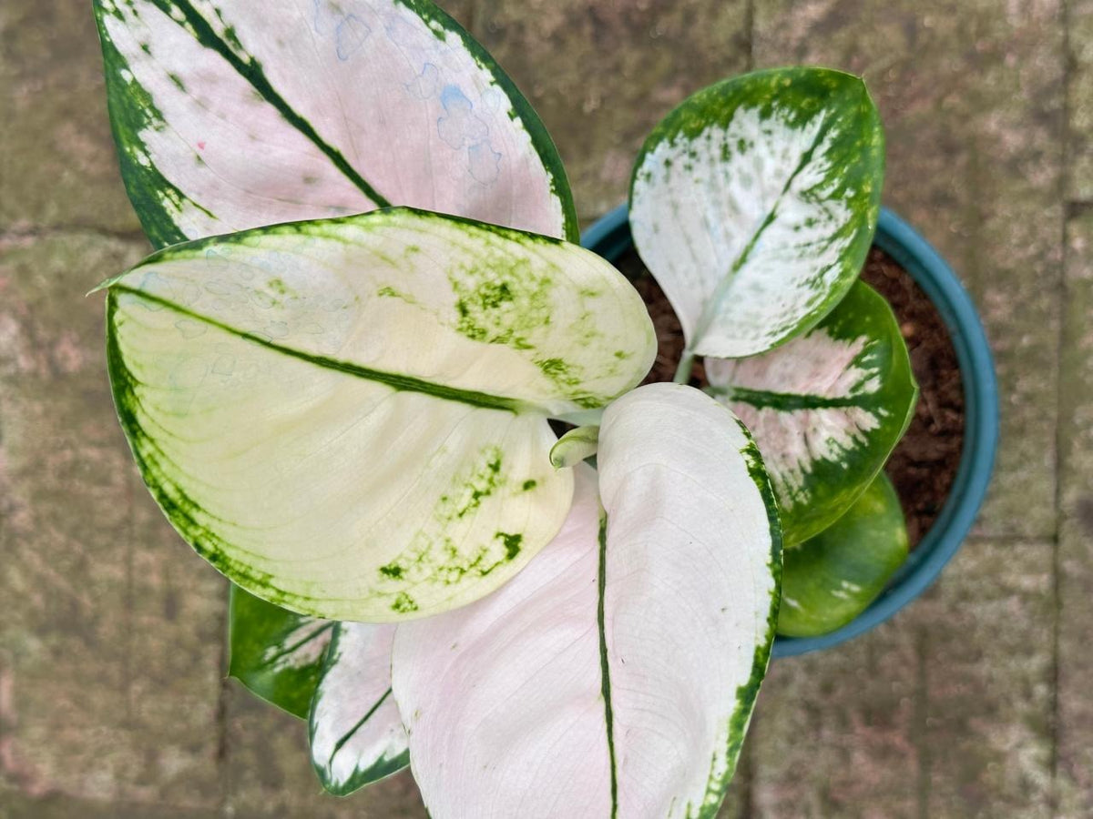 Aglaonema A59 TC | Grower's Choice, Macau Collection