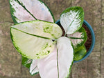 Aglaonema A59 TC | Grower's Choice, Macau Collection
