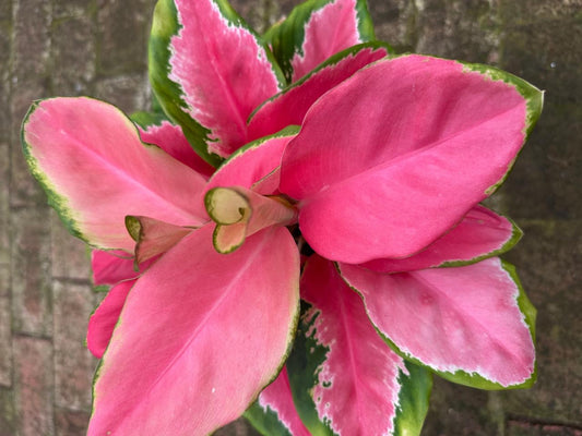 Aglaonema angle wings TC | Grower's Choice, Macau Collection