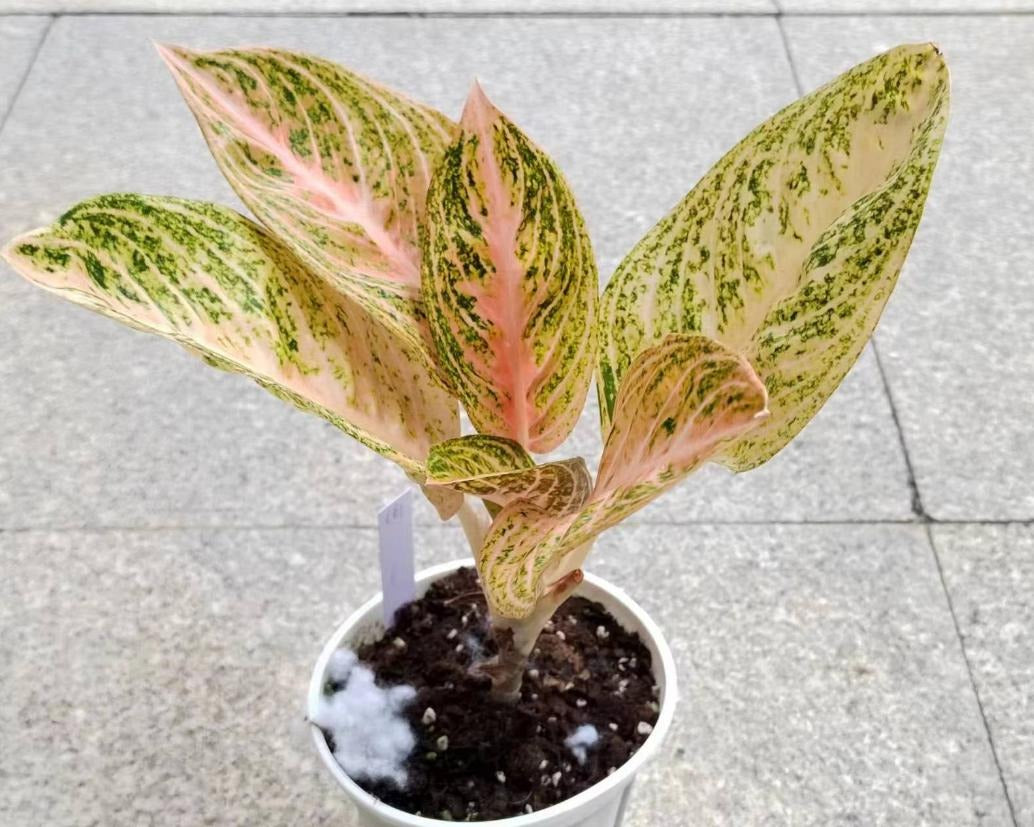 Aglaonema A61 TC | Grower's Choice, Macau Collection