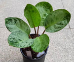 Aglaonema A62 TC | Grower's Choice, Macau Collection