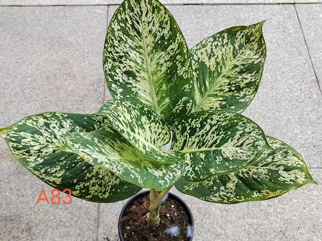 Aglaonema A83 TC | Grower's Choice, Macau Collection