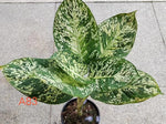 Aglaonema A83 TC | Grower's Choice, Macau Collection