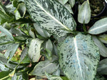 Aglaonema A84 TC | Grower's Choice, Macau Collection