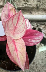 Aglaonema pink beauty TC | Grower's Choice, Macau Collection