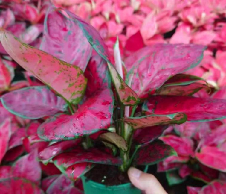 Aglaonema Black Peony TC | Grower's Choice, Macau Collection