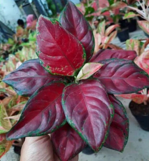Aglaonema Maroon TC | Grower's Choice, Macau Collection
