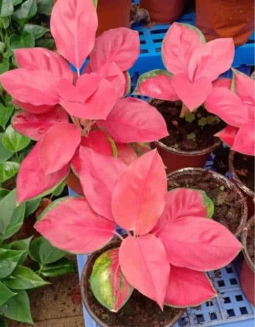 Aglaonema red flame TC | Grower's Choice, Macau Collection