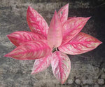 aglaonema golden star TC | Grower's Choice, Macau Collection