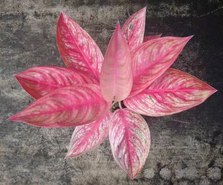 aglaonema golden star TC | Grower's Choice, Macau Collection