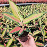 aglaonema pearl white TC | Grower's Choice, Macau Collection