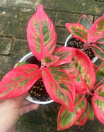 Aglaonema khanza TC | Grower's Choice, Macau Collection