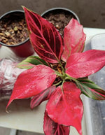 Aglaonema Mojo Red TC | Grower's Choice, Macau Collection
