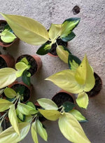 Aglaonema Golden TC | Grower's Choice, Macau Collection