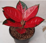 Aglaonema Suksom TC | Grower's Choice, Macau Collection