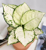 Aglaonema White TC | Grower's Choice, Macau Collection