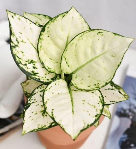 Aglaonema White TC | Grower's Choice, Macau Collection
