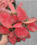 Aglaonema Hongdanxia TC | Grower's Choice, Macau Collection