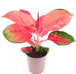 Aglaonema China Red TC | Grower's Choice, Macau Collection