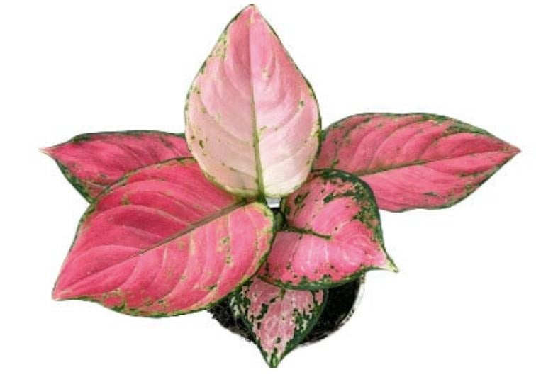 Aglaonema Lucky Red TC | Grower's Choice, Macau Collection