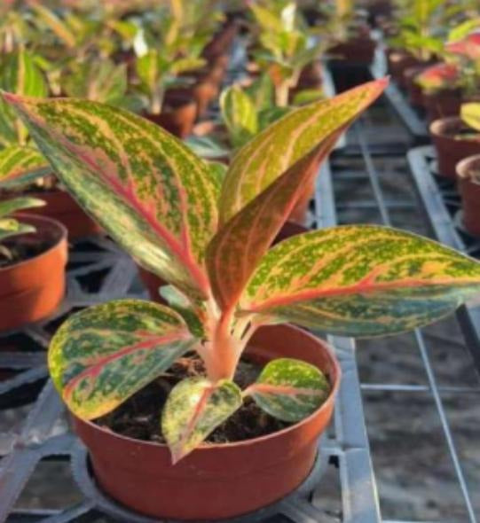 Aglaonema Golden Pink TC | Grower's Choice, Macau Collection