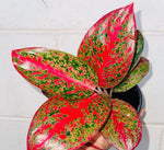 Aglaonema Stardust TC | Grower's Choice, Macau Collection