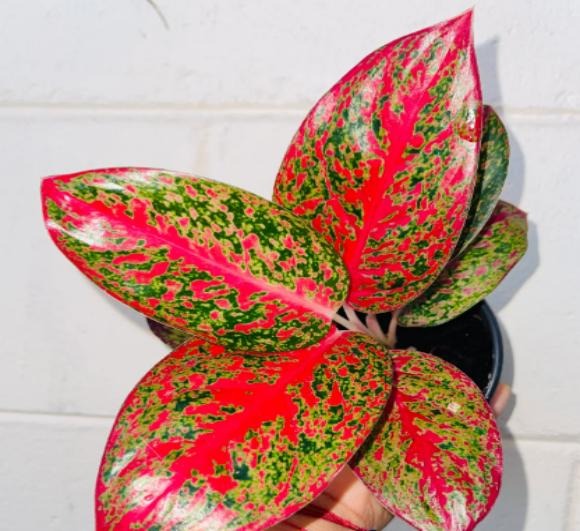 Aglaonema Stardust TC | Grower's Choice, Macau Collection