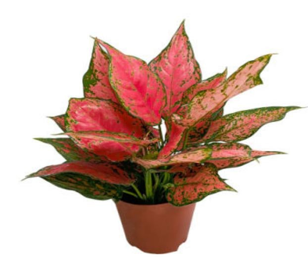 Aglaonema Ruyi TC | Grower's Choice, Macau Collection