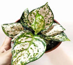 Aglaonema Eileen TC | Grower's Choice, Macau Collection