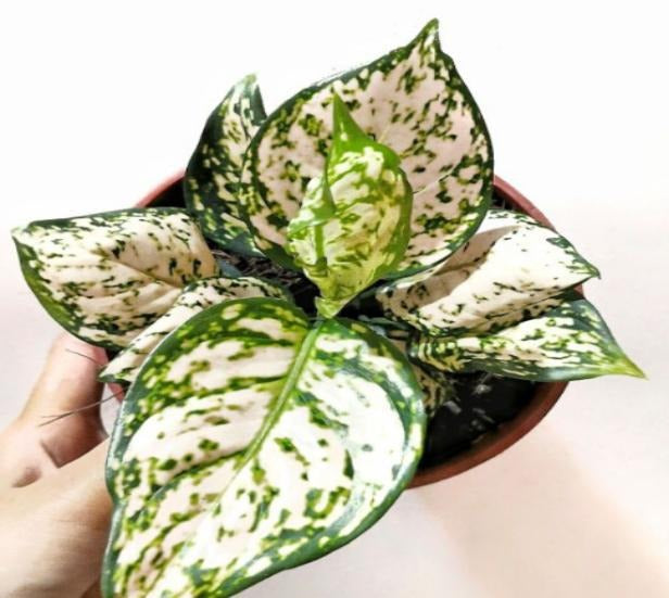 Aglaonema Eileen TC | Grower's Choice, Macau Collection
